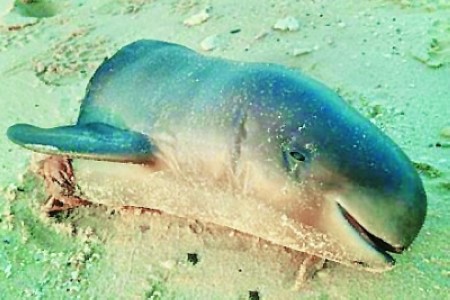 志愿者称江豚死亡速度过快 濒危状况恐遭低估