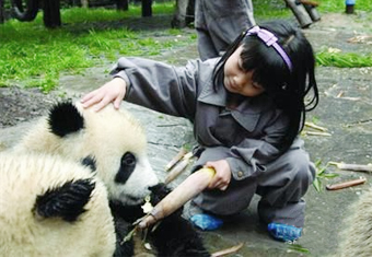 上海:十一大熊猫志愿者推出亲子线-焦点图片-中
